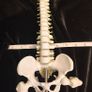 Vintage anatomical human spine Image 6