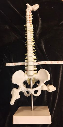 Vintage anatomical human spine