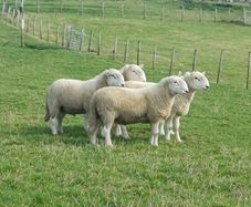 Sheep