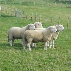 Sheep