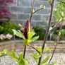 Magnolia Liliiflora in 9L pot and 120cm in height Image 2