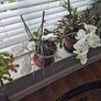 House plants Image 5