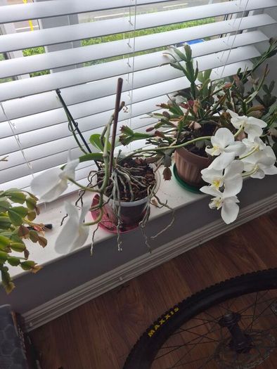 House plants