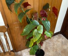Mature Angel wing begonia