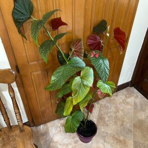 Mature Angel wing begonia