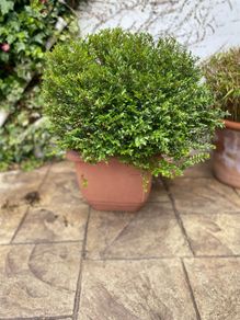 Hebe - fully grown, evergreen