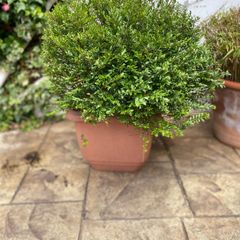 Hebe - fully grown, evergreen