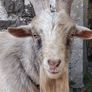 Pygmy goats .. Image 6