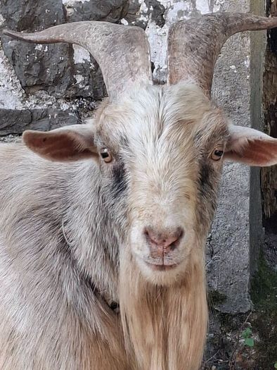 Pygmy goats ..