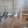 Japanese quail hatching eggs Image 5