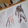 How to Draw Australian Wildlife In Very Good Condition From Pet Smoke Free Home Lots Of Books Listed For 1 2 3 Euro Image 4