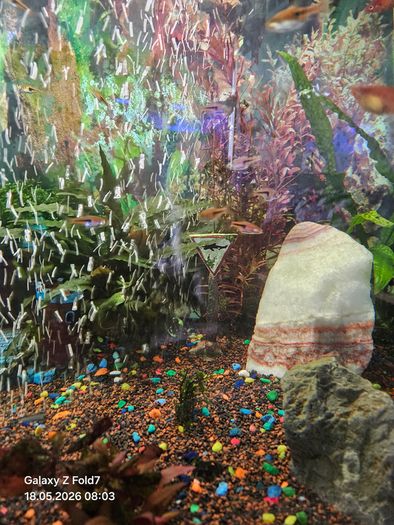 aquarium with fish and full equipment
