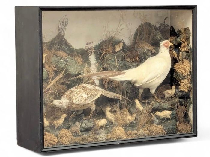 taxidermy pheasants and chicks