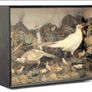 taxidermy pheasants and chicks Image 8