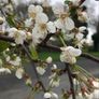 Plants Cooking Cherry - Morello - Self Fertile Image 2