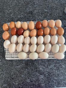 hatching duck eggs