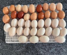 hatching duck eggs
