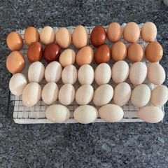 hatching duck eggs