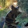 Torquay Ceramic Cat Image 3