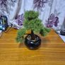 Bonzai Tree Image 2