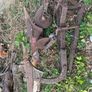 plough 2 furrow Image 3