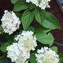 Mature Hydrangea Plant in a Pot Image 3