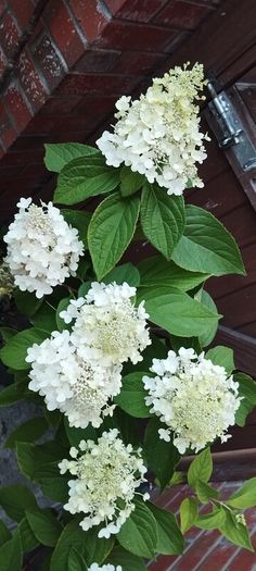 Mature Hydrangea Plant in a Pot