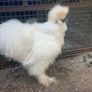 Chickens Image 3