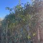 Free mature laurel hedge plants must dig yourself