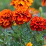 (M) French Marigold Fireball seeds (15s) (415274) Image 3