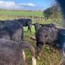 Weanlings Image 3