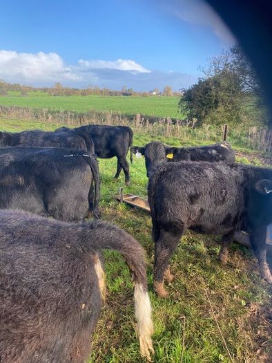 Weanlings
