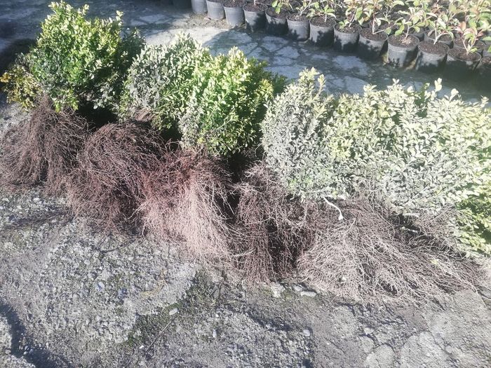 Box Hedging