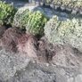 Box Hedging Image 6
