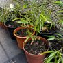 Gold Bamboo small plants Image 4