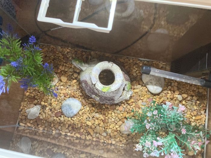 Fish tank