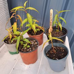 Vietnamese corriander plants