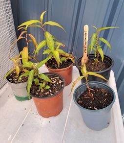 Vietnamese corriander plants