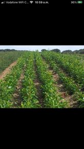Hedging Laurel & Griselenia