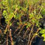 Everbearing Raspberry Canes available from February 2026 Image 10