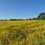 Ariable silage (barley , peas ) Image 5