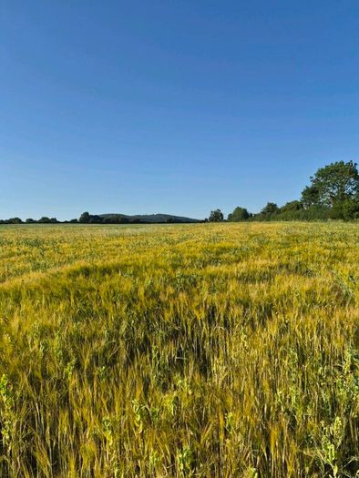 Ariable silage (barley , peas )
