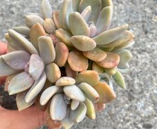 plant