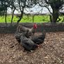 hatching eggs Image 3