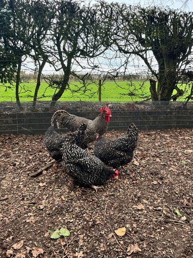 hatching eggs