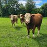Fleckvieh Bulls Image 2