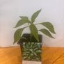 Pepper Plants Image 2