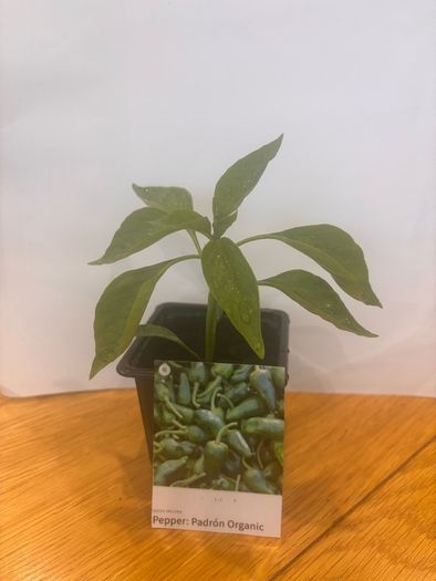 Pepper Plants