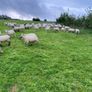 Quality Hoggets Image 7