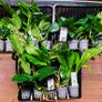 Anubias Selection. Image 2
